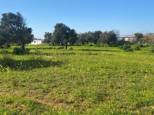 2 DECLARES OF LAND FOR SALE IN YENİERENKÖY