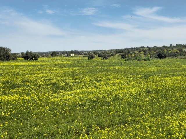 2 ERKLÄRUNGEN VON 2 EVLEK-LAND ZUM VERKAUF IN YENİERENKÖY