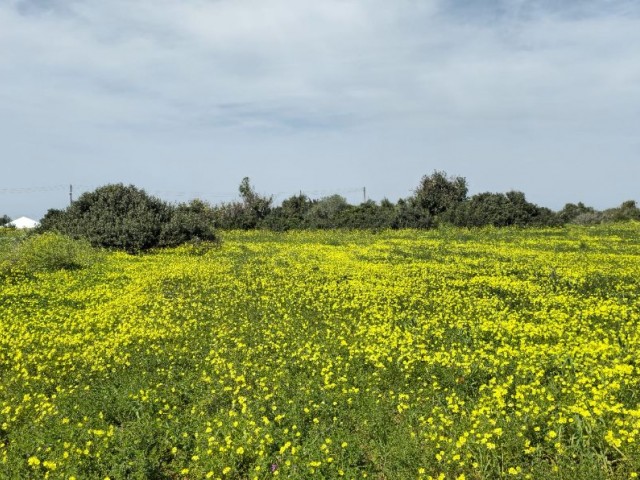 2 ERKLÄRUNGEN VON 2 EVLEK-LAND ZUM VERKAUF IN YENİERENKÖY