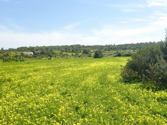 2 ERKLÄRUNGEN VON 2 EVLEK-LAND ZUM VERKAUF IN YENİERENKÖY