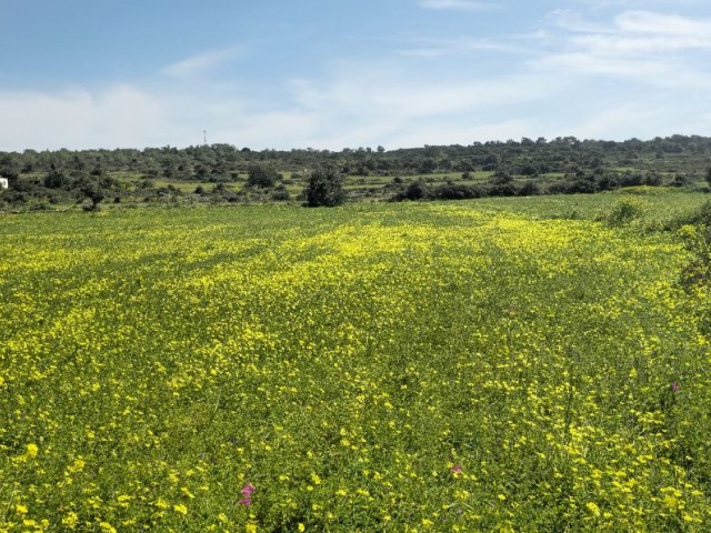 2 ERKLÄRUNGEN VON 2 EVLEK-LAND ZUM VERKAUF IN YENİERENKÖY