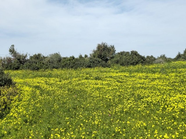 2 مورد 2 EVLEK زمین برای فروش در YENİERENKÖY