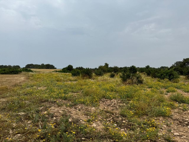 6 DECLARATION OF 1 EVLEK FIELD SUITABLE FOR INVESTMENT FOR SALE IN İSKELE DERİNCE