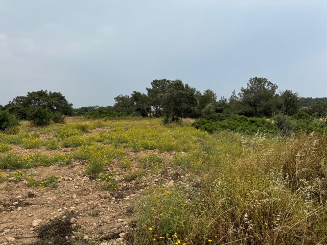 6 DECLARATION OF 1 EVLEK FIELD SUITABLE FOR INVESTMENT FOR SALE IN İSKELE DERİNCE