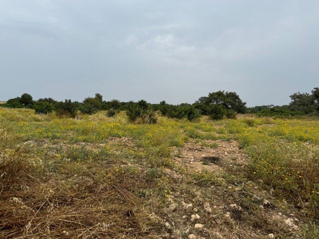 6 DECLARATION OF 1 EVLEK FIELD SUITABLE FOR INVESTMENT FOR SALE IN İSKELE DERİNCE