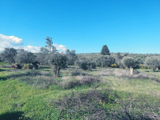 Turkish cob olive grove for sale in Çamlıköy/LEFKE.