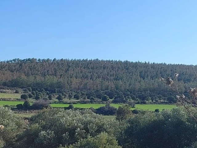 Çamlıköy/LEFKE'de Türk koçanlı satılık zeytinlik.