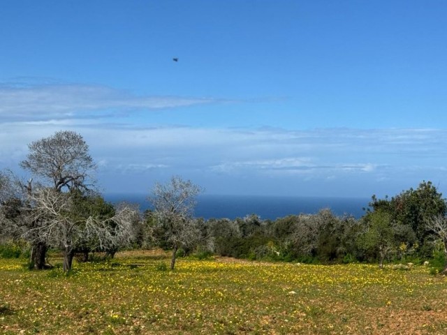 Magnificent View and Ready Infrastructure: Land for Sale in Sipahi for £300,000!