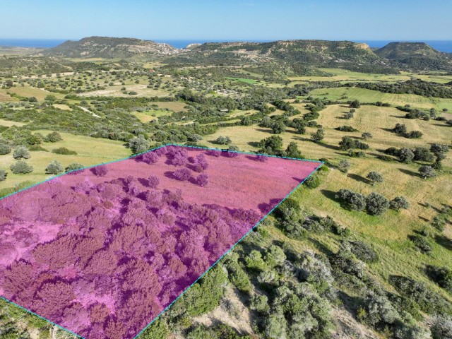 Sipahi Köyünün Güney Cephesinde 7.970m² Yatırıma Uygun Türk Malı Fırsat Arazi! 