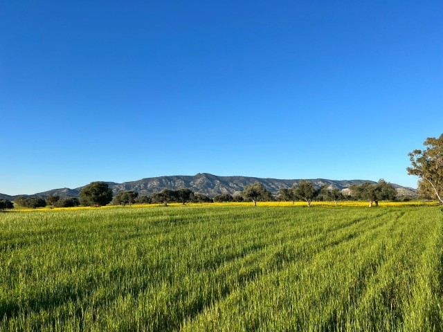 GEÇİTKALE ÇINARLI REGION, ZONED LAND SIDE THE MAIN ROAD FOR SALE