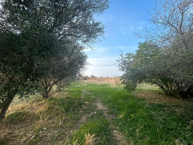 LAND FOR SALE IN KYRENIA EDREMIT AREA