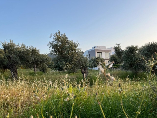 2 ganz besondere freistehende Villen mit 3 Schlafzimmern in Karsiyaka. 500 m zum Meer.