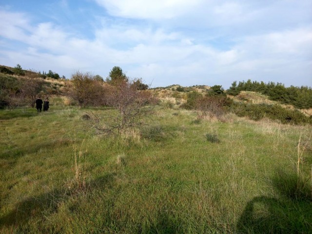 Lefke-Yesilirmak ta Türkische Tat , alle Arten von Land zum Verkauf offen für den Bau ! (Mit Der Villa Von Nikosia Zum Austausch Geöffnet) Die Infrastruktur Ist Bereit ** 