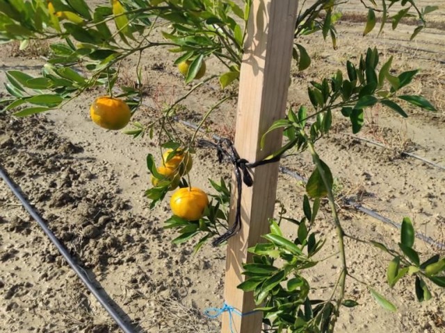 Der Garten, in dem verschiedene Obstbäume und Wasserquellen vorhanden sind,ist offen für Tauschgeschäfte. ** 