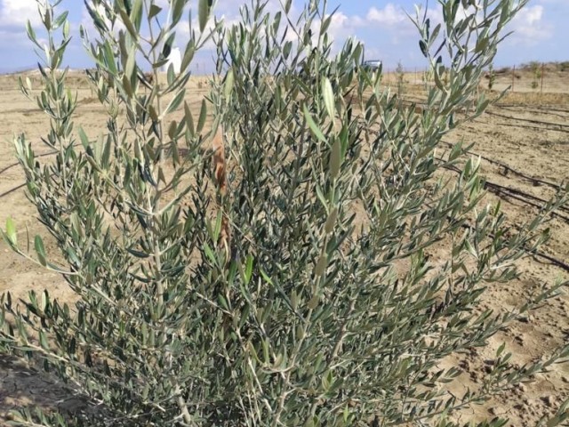 A Ready-made Garden with Various Fruit Trees and a Generator / Water Well in Serdarlı (OPEN FOR EXCHANGE) ** 