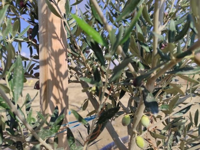 Der Garten, in dem verschiedene Obstbäume und Wasserquellen vorhanden sind,ist offen für Tauschgeschäfte. ** 