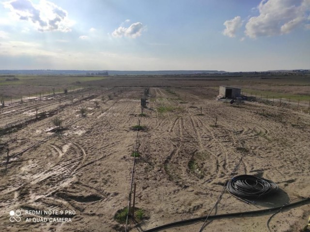 A Ready-made Garden with Various Fruit Trees and a Generator / Water Well in Serdarlı (OPEN FOR EXCHANGE) ** 