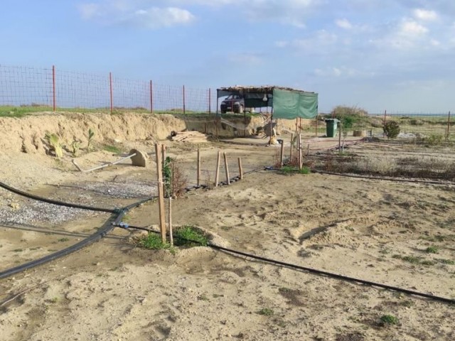 Der Garten, in dem verschiedene Obstbäume und Wasserquellen vorhanden sind,ist offen für Tauschgeschäfte. ** 