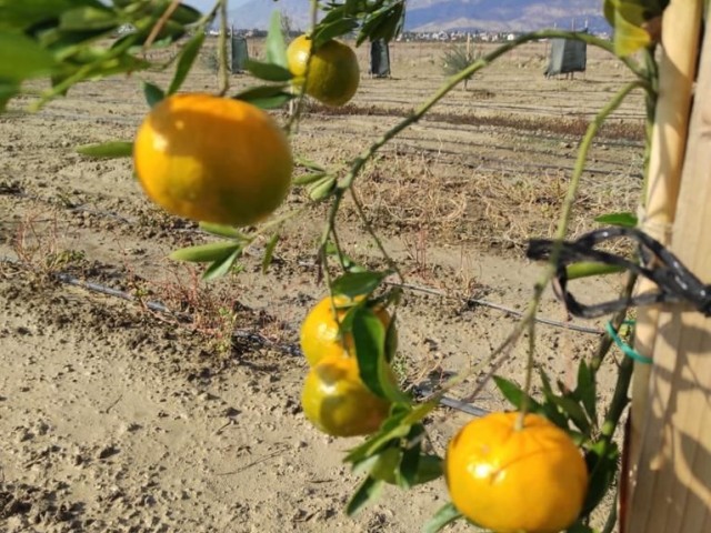 Der Garten, in dem verschiedene Obstbäume und Wasserquellen vorhanden sind,ist offen für Tauschgeschäfte. ** 