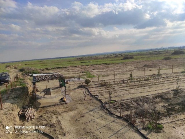 A Ready-made Garden with Various Fruit Trees and a Generator / Water Well in Serdarlı (OPEN FOR EXCHANGE) ** 