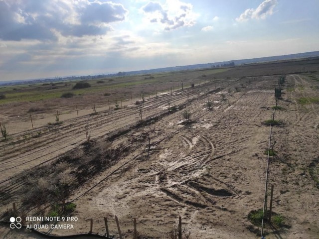 A Ready-made Garden with Various Fruit Trees and a Generator / Water Well in Serdarlı (OPEN FOR EXCHANGE) ** 