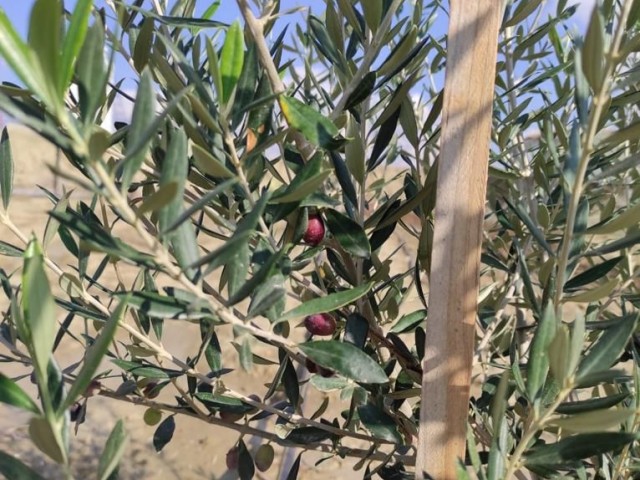 Der Garten, in dem verschiedene Obstbäume und Wasserquellen vorhanden sind,ist offen für Tauschgeschäfte. ** 