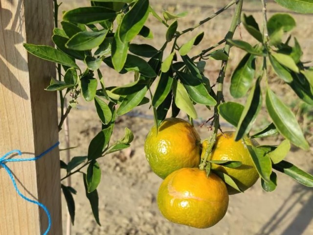 Der Garten, in dem verschiedene Obstbäume und Wasserquellen vorhanden sind,ist offen für Tauschgeschäfte. ** 