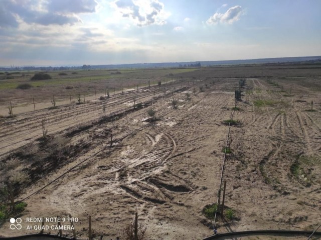 A Ready-made Garden with Various Fruit Trees and a Generator / Water Well in Serdarlı (OPEN FOR EXCHANGE) ** 