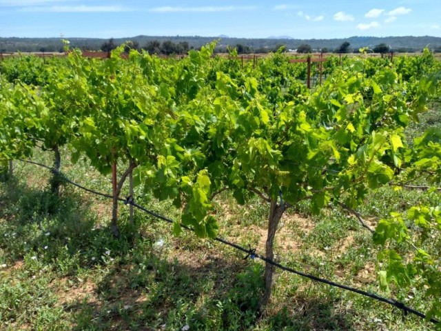 Grape Field for Sale in Akdeniz Village