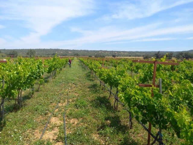 Grape Field for Sale in Akdeniz Village