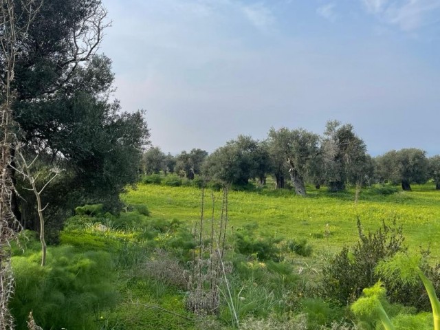 Lands For Sale in Kömürcü