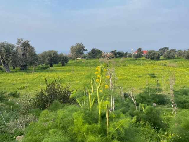 Kömürcü'de Satılık Türk Koçanlı Arsalar (Yatırımlık)