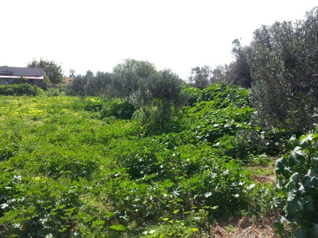 خانه مستقل برای فروش in Dipkarpaz, ایسکله