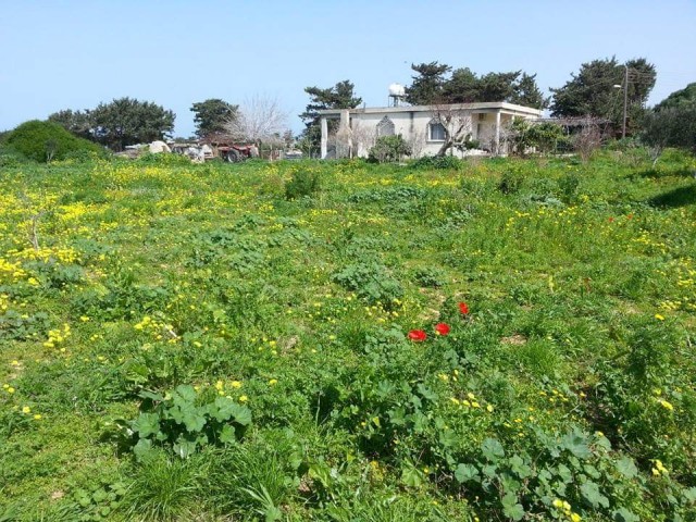 خانه مستقل برای فروش in Dipkarpaz, ایسکله