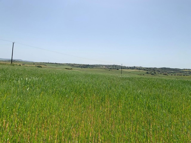 FIELD FOR SALE IN BÜYÜKKONUK SUITABLE FOR INVESTMENT