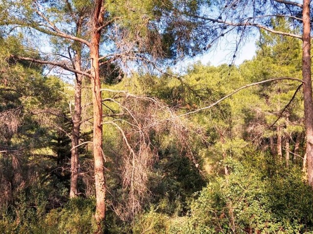 Unique   !!!! Stone -wooden house in the forest  in  Kharcha -Kyrenia.