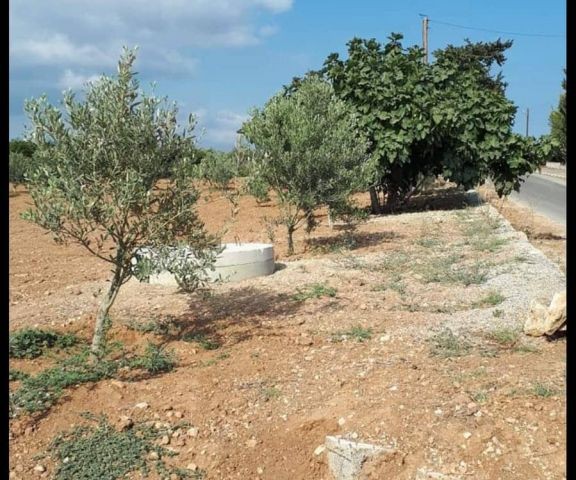 Einfamilienhaus Kaufen in Boltaşlı, Iskele