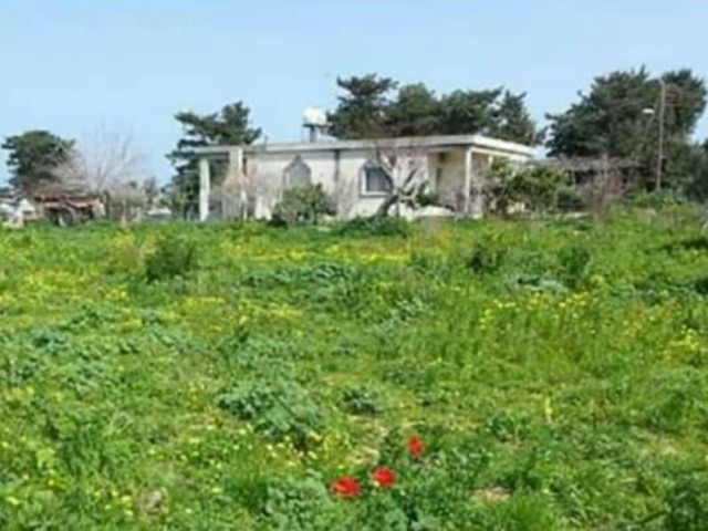 Einfamilienhaus Kaufen in Dipkarpaz, Iskele