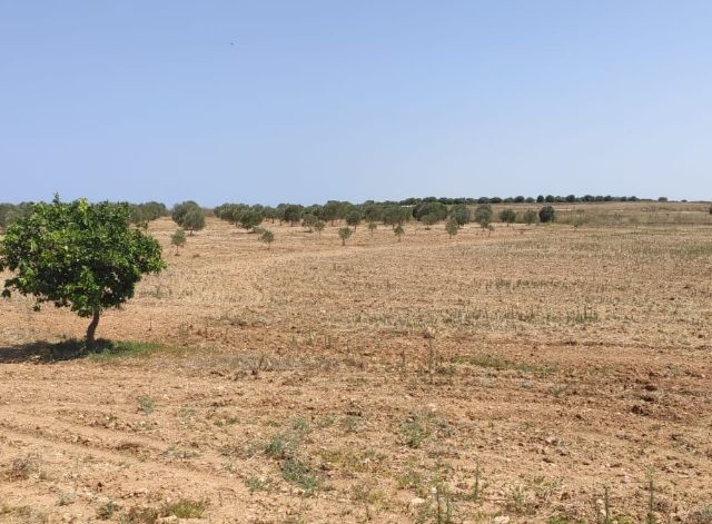 Поле Продается in Sınırüstü, Искеле