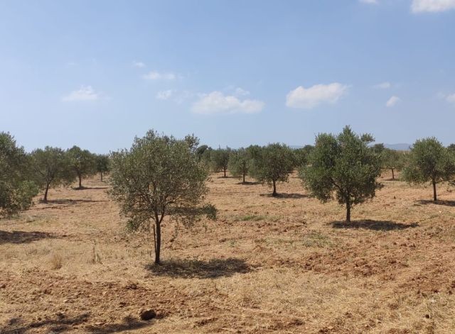 رشته برای فروش in Sınırüstü, ایسکله