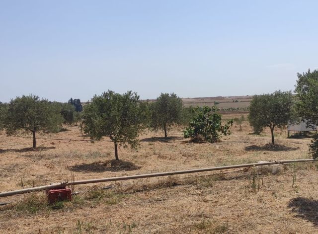 İskele - Sınırüstü köyünde satılık, içerisinde tatlı su kuyusu ve ekili 300 adet 11 yaşında zeytin ağacı olan, toplamda 30 Dönüm 3 Evlek ''Türk Malı'' arazi..