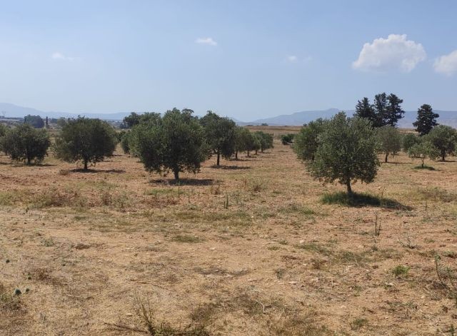 Field For Sale in Sınırüstü, Iskele