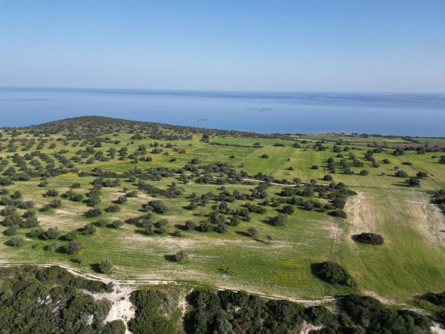 Kaleburnu köyünde satılık, deniz ve dağ manzaralı 14 dönüm Türk Koçanlı arazi...