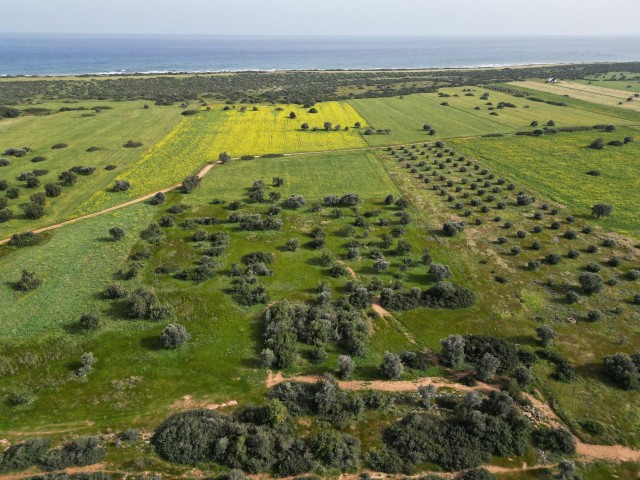 Our 6 decare 1 evlek land suitable for investment in Kumyalı is for sale...