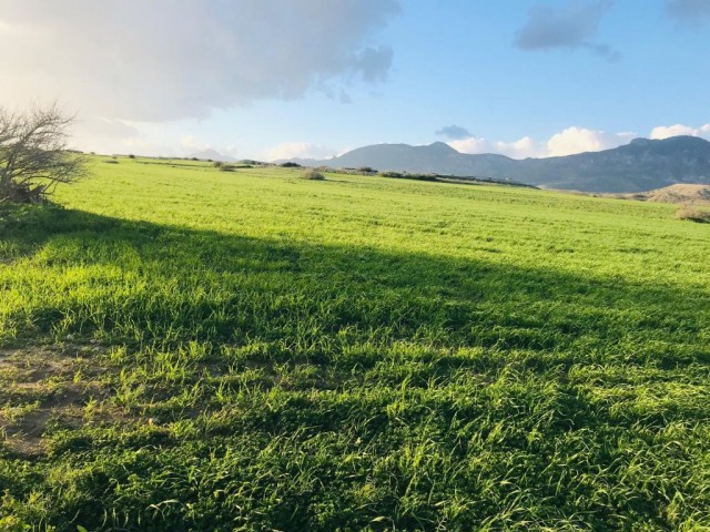 Feld Kaufen in Çukurova, Nikosia