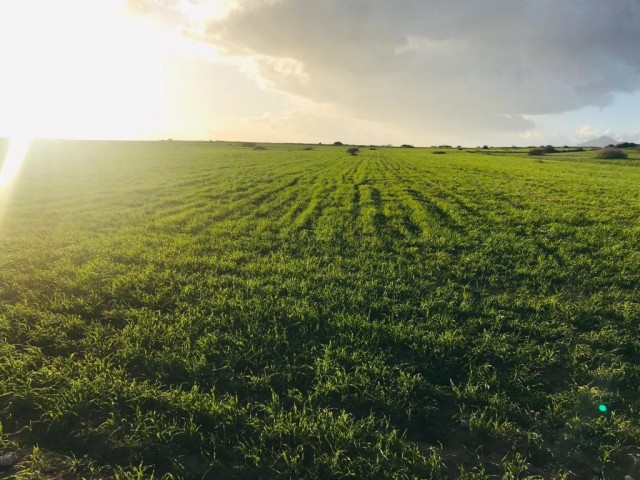 Field For Sale in Çukurova, Nicosia