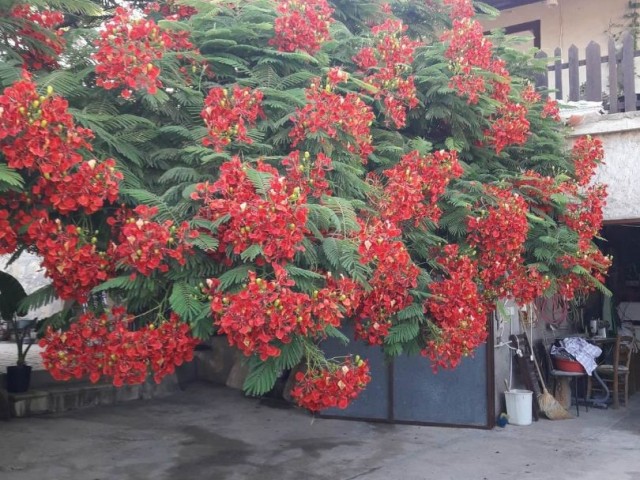 خانه روستایی مبله معتبر برای فروش در کومیالی