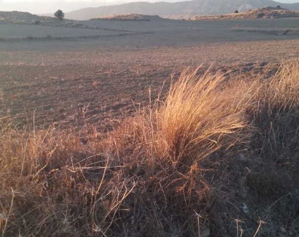 LAND FOR SALE ON GEÇİTKALE TATLISU ROAD