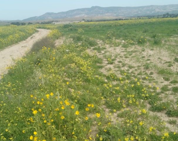 LAND FOR SALE IN GEÇITKALE