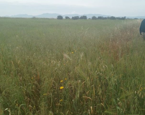 İNÖNÜ-FELD ZU VERKAUFEN